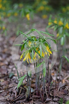 Large-flowered bellwortÂ Uvularia grandiflora, flowering plants